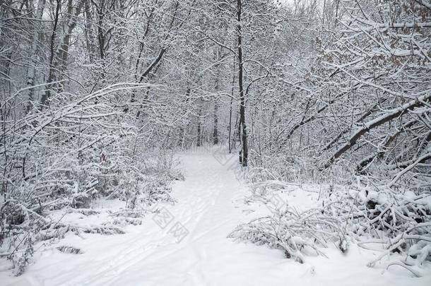 美丽的雪-大量的一月天气,森林,自然