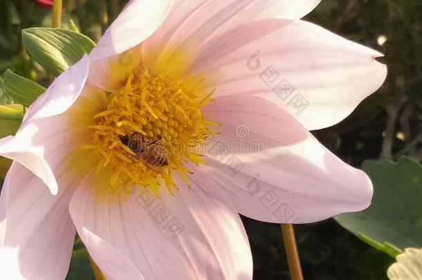 粉红色的花和蜂蜜蜜蜂束花有效的有样子的