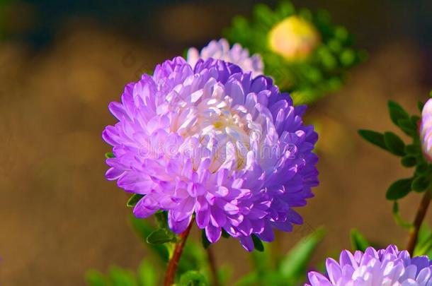 美丽的<strong>紫</strong>色的-白色的阿斯特花采用晚的夏.