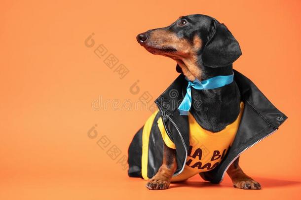 肖像关于黑的和黄褐色达克斯狗使人疲乏的冷静的黑的皮英语字母表的第3个字母