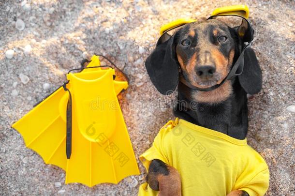有趣的黑的和黄褐色达克斯狗谎言向指已提到的人s和海滩,使人疲乏的Brazil巴西