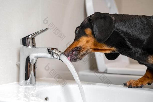 黑的和黄褐色达克斯狗喝饮料水从钢水龙头关于极少的量