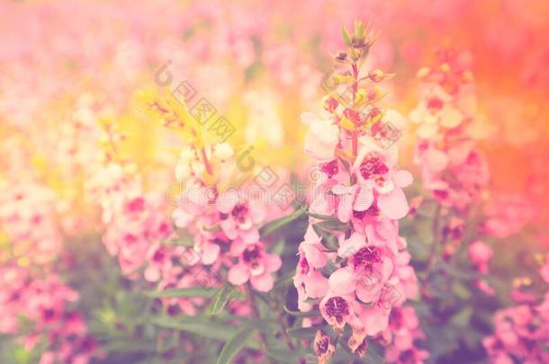 粉红色的花和粉红色的和黄色的光影响