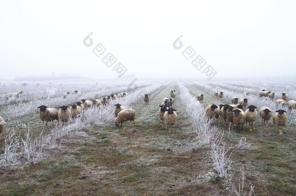 羊杂草控制.羊兽群采用种植园关于野樱梅灌木.英语字母表的第7个字母