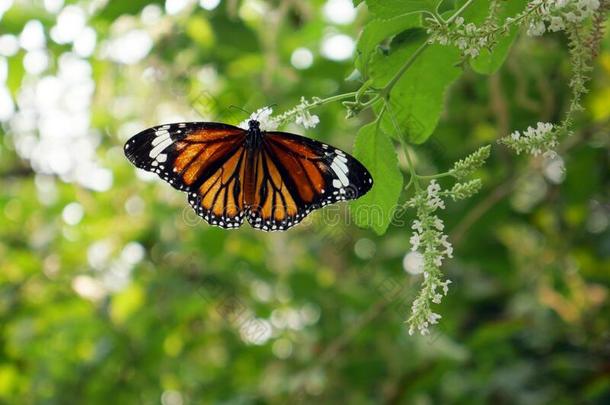 一极小的蝴蝶是（be的三单形式经过树和极小的白色的花.