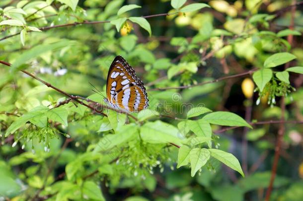 一极小的蝴蝶是（be的三单形式经过树和极小的白色的花.