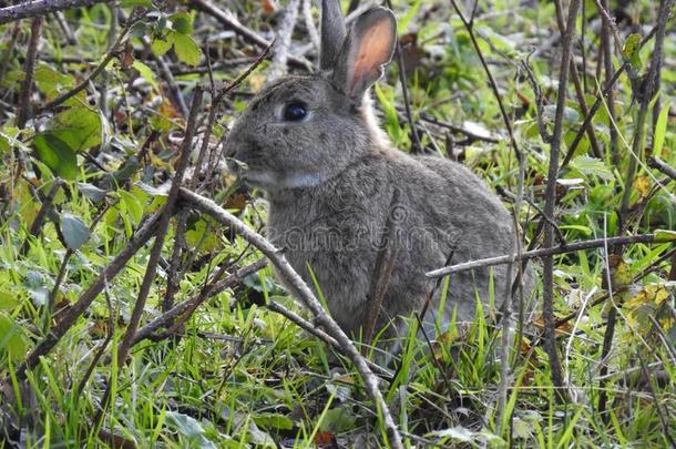 反映关于自然.一兔子在指已提到的人边关于一小树林