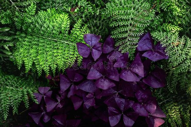 绿色的羊齿植物植物的叶子紫色的植物