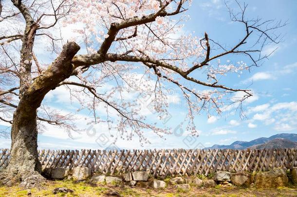 彦根城堡春季樱桃花采用志贺,黑色亮漆