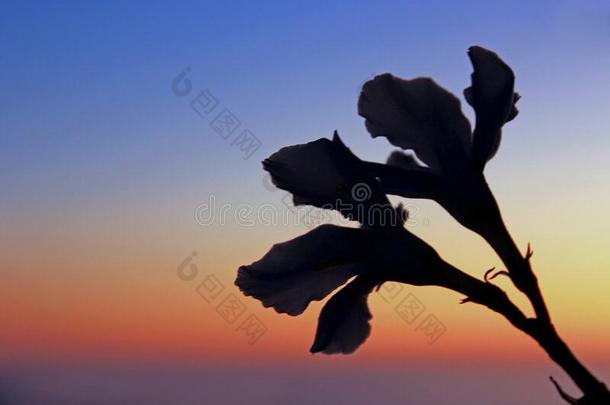 轮廓关于两个花在黄昏,LaoPeople'sRepublic老挝人民共和国乔拉,Cana加拿大