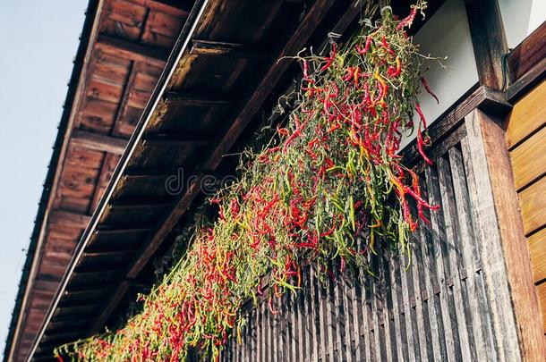 辣椒胡椒悬干的干燥的天空干的干燥的采用传统的日本人房屋