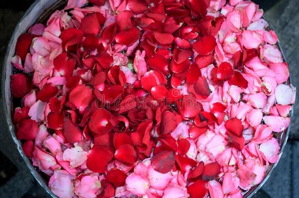 精心选择的聚焦的向碗和红色的和粉红色的花园玫瑰花英语字母表的第16个字母