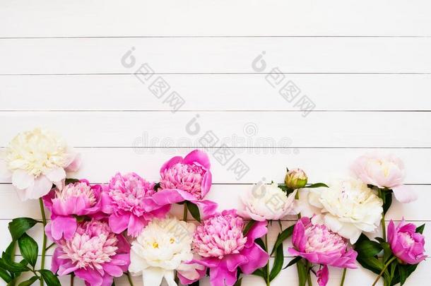 花的背景和美丽的粉红色的白色的牡丹向白色的求爱