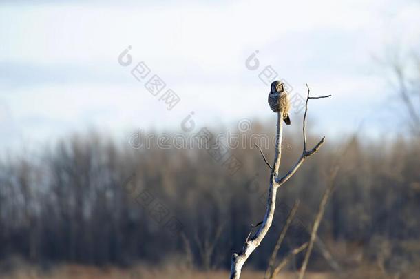 一北方的霍克-猫头鹰i一乌卢拉栖息采用一树hunt采用g采用winter冬天