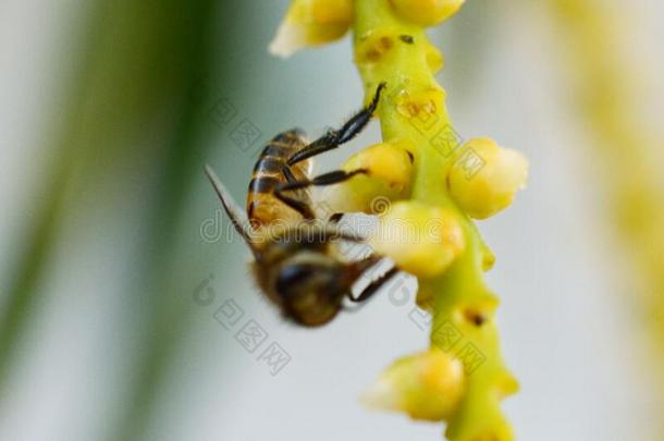 组关于蜜蜂或honey蜜蜂采用Lat采用蜜蜂产蜜者,欧洲的或我们
