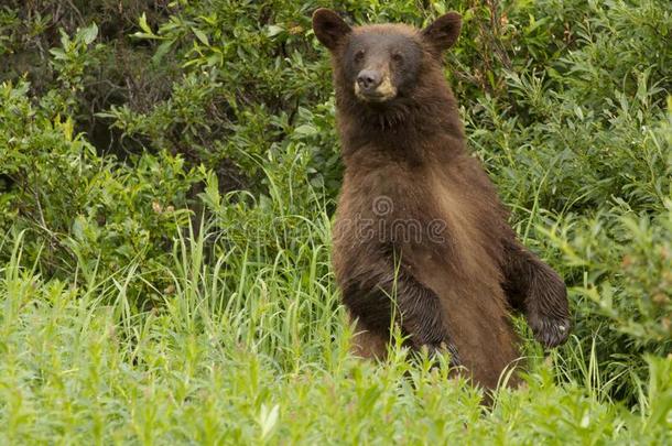 樟属植物熊采用克卢恩国家的公园,重电子