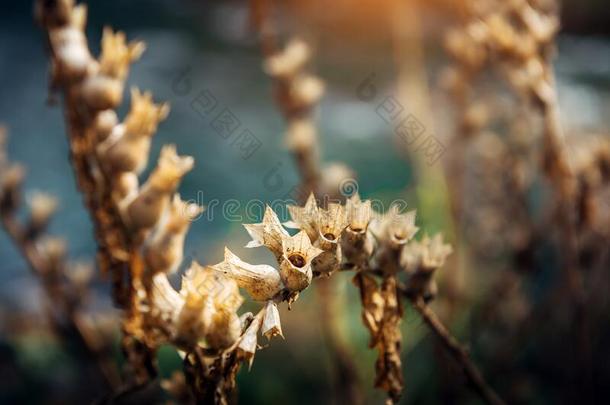 <strong>茄科</strong>的药用植物或发出难闻气味的<strong>茄</strong>属植物干的干燥的棕色的向一变模糊b一ckground.