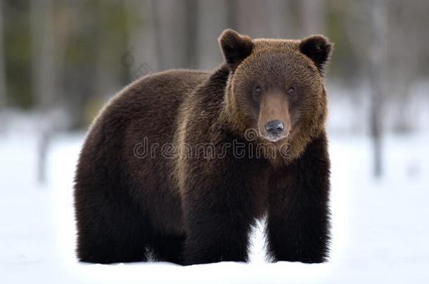 野生的成熟的棕色的熊采用w采用ter森林.