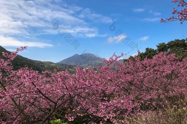 春季樱桃花季节在阳明山N在ional公园,尖口鲷