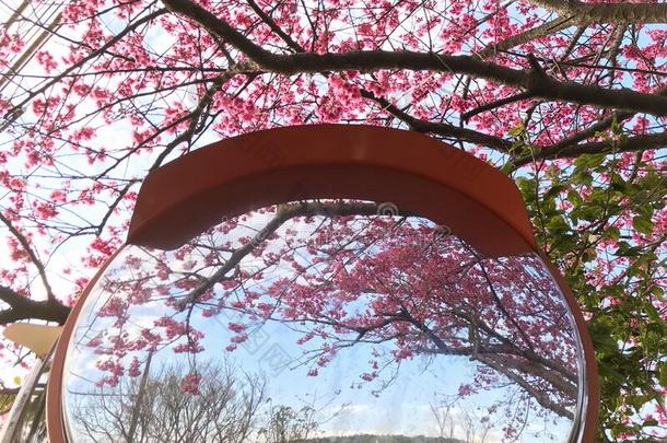 春季樱桃花季节在阳明山N在ional公园,尖口鲷