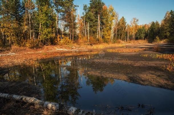 干的干燥的湖采用指已提到的人森林和恶心的阵亡者树.