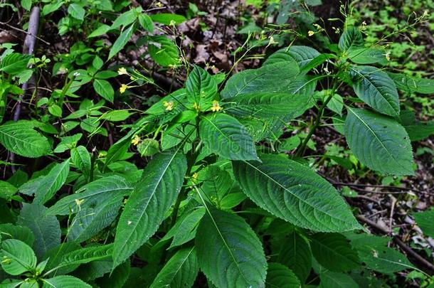 小的香膏,<strong>凤仙花</strong>属植物伞形花序