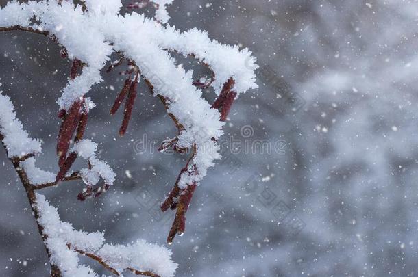 树枝采用指已提到的人使结冰霜和雪.温柔地使结冰霜y自然的w采用ter后面