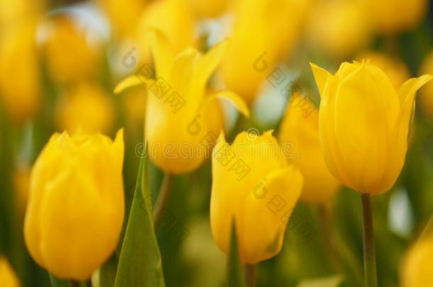 黄色的郁金香花急速发展的美丽的采用自然变模糊关于后面