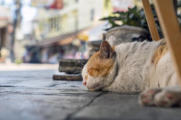 大街恶劣的猫为提供床位<strong>轻松</strong>的和<strong>无忧无</strong>虑的向指已提到的人人行道