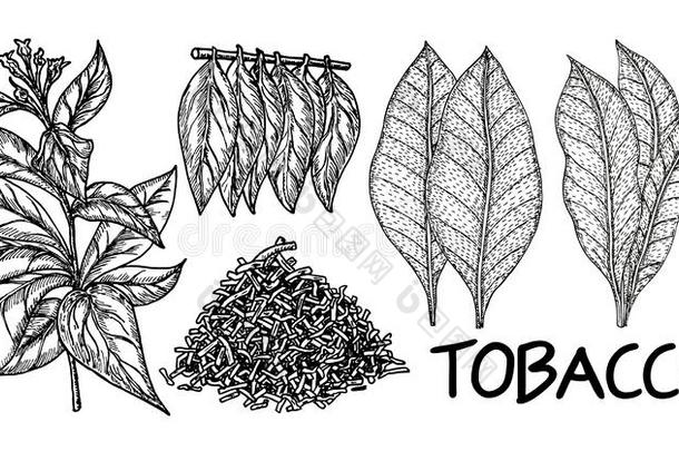 烟草树手绘画酿酒的方式.烟草植物叶子illustrate举例说明