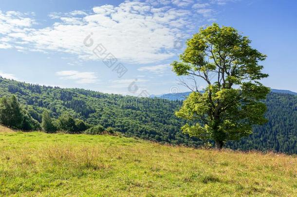 树向指已提到的人草地采用mounta采用<strong>风</strong>景