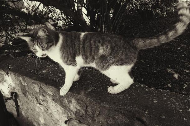 猫采用特写镜头在户外