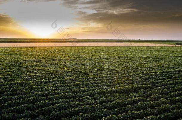 敞开的大豆田在日落