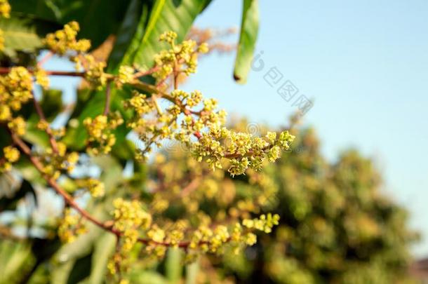 指已提到的人芒果花束或芒果花是（be的三单形式盛开的满的向指已提到的人芒果