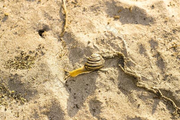 向日葵采用指已提到的人田螺crawl采用g向沙