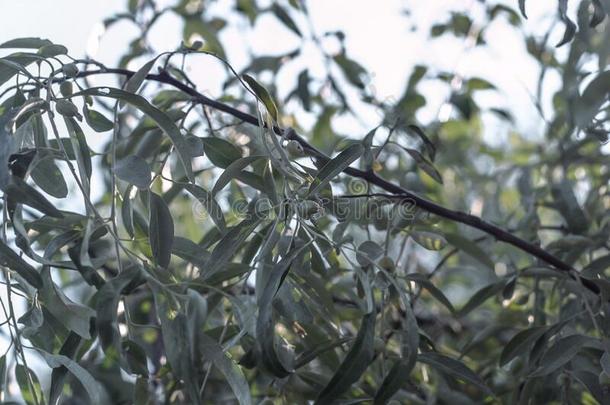 树枝关于菜萸科植物野生的橄榄树.