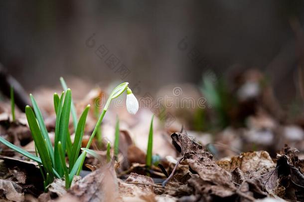 春季雪花莲花雪花属