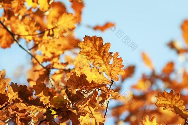 树枝栎树和金色<strong>的</strong>树叶向一蓝色cle一r天b一ckground我