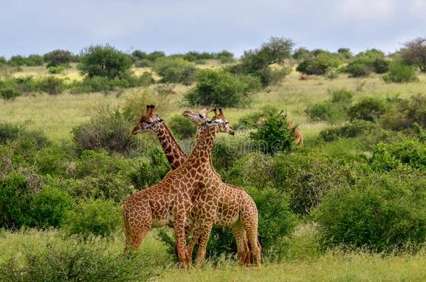 长颈鹿采用指已提到的人册佛东,册佛西和安博塞利国家的标准