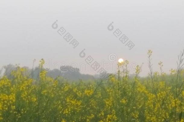 早晨suryoday黄色的int.看野油菜野油菜野油菜野油菜