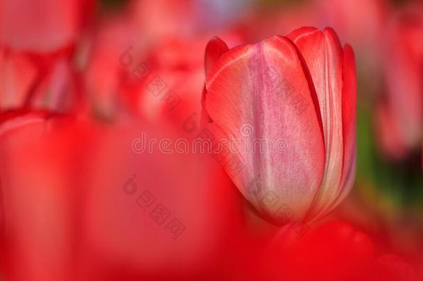 盛开的红色的郁金香,辛波关于春季.<strong>整体</strong>上blur红色的