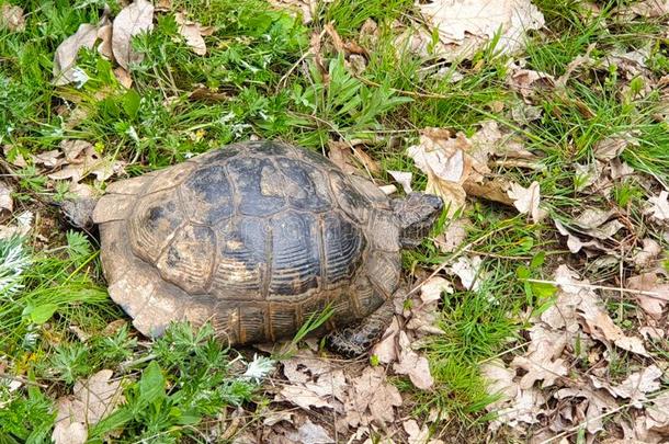 指已提到的人龟进入中国家的公园麦金山,罗马尼亚.