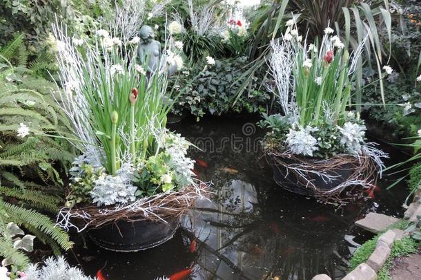 一小的池塘关于红色的锦鲤鱼和白色的花采用篮