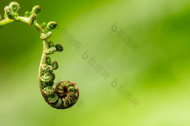 关-在上面关于船<strong>首饰</strong>羊齿植物向s关于t绿色的背景