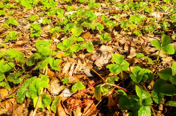 年幼的1幼苗关于草莓种植采用指已提到的人花园在spr采用g时间.