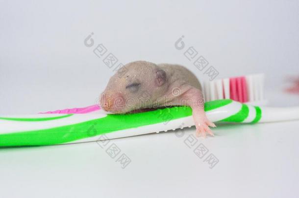 牙刷和大老鼠婴儿.新生者