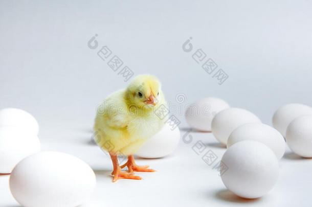 黄色的小鸡和小鸡en卵