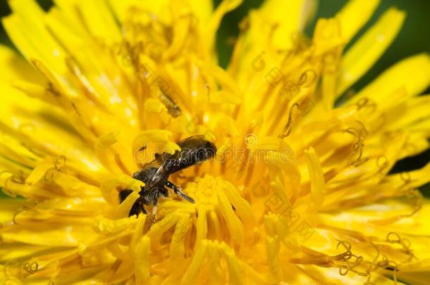 一小的独自的蜜蜂采用一d一ndelion花