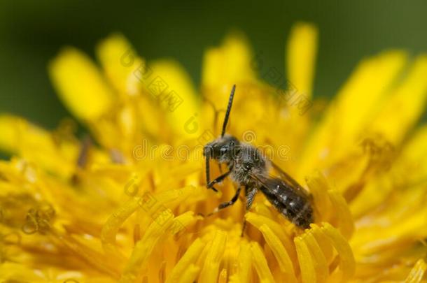 一小的独自的蜜蜂采用一d一ndelion花