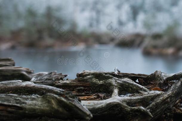 特写镜头射手关于树根在近处指已提到的人湖向一变模糊b一ckground